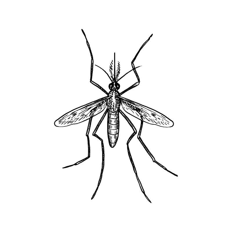 Mosquito